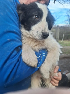 Donez 5 catei talie medie, varsta 3 luni,  - imagine 2