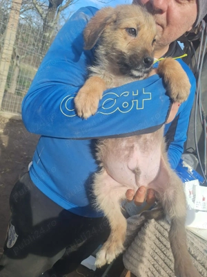 Donez 5 catei talie medie, varsta 3 luni,  - imagine 3