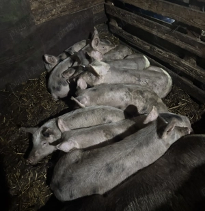 De vânzare grasuni 9 buc 