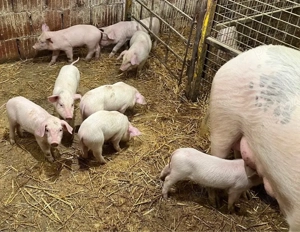 Vand purcei  - imagine 3