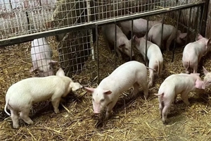 Vand purcei  - imagine 2