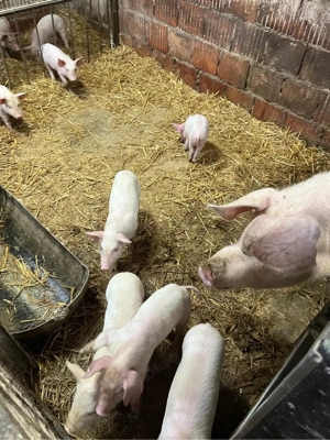 Vand purcei  - imagine 5