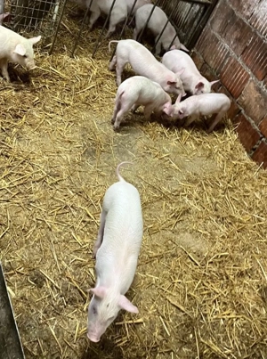 Vand purcei  - imagine 4