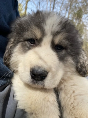 Ciobanesc de bucovina 