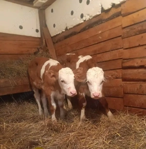 Vând 2 tăurași Bălțați Românești de 4 săptămâni 