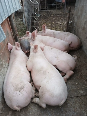 Porci crescuti in gospidarie proprie cu cereale naturale