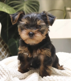Mascul și femelă Yorkshire terrier