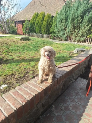 Donez Femela Pudel - imagine 2