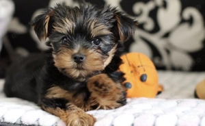 Mascul si femela Yorkshire terrier