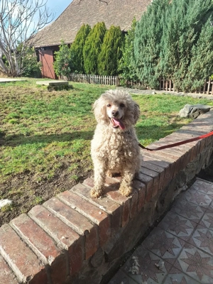 Donez Femela Pudel - imagine 3