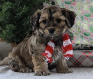 Mascul si femela Yorkshire terrier - imagine 2