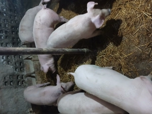 Purcei garsuni 45 50 kg. Landras duroc - imagine 2