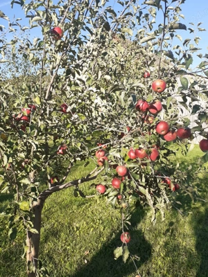 Vand teren intravilan, 950mp în sat Topîrcea jud. Sibiu - imagine 5