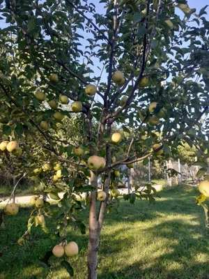 Vand teren intravilan, 950mp în sat Topîrcea jud. Sibiu - imagine 4