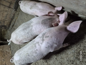Disponibili purcei intre 35-55 kg landrace - imagine 5