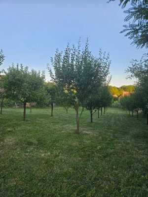 Vand teren intravilan, 950mp în sat Topîrcea jud. Sibiu - imagine 7