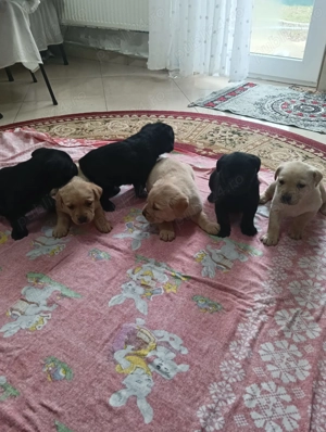 Vând pui Labrador Retriever ! - imagine 3