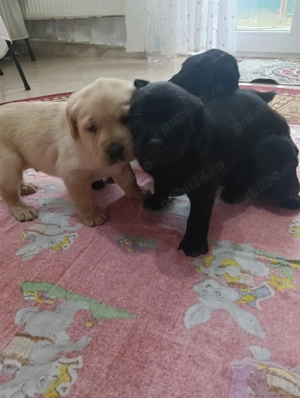 Vând pui Labrador Retriever ! - imagine 2