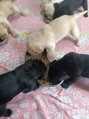 Vând pui Labrador Retriever ! - imagine 4