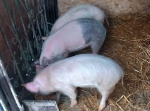 Purcei și șoldani de vânzare  - imagine 2