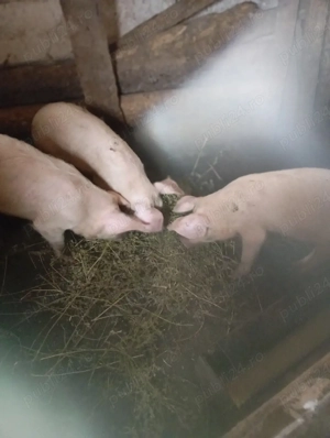 purcei de vânzare  - imagine 2