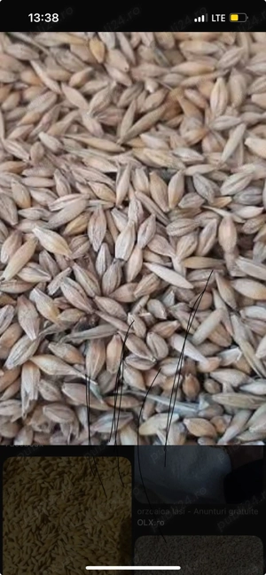 Sămânță orzoaică primăvară 