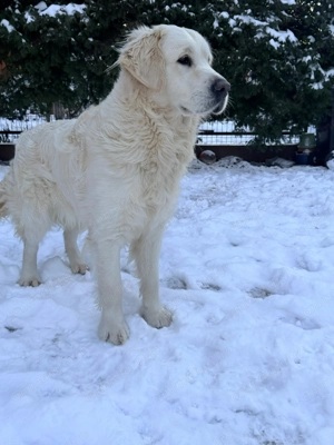 Pentru adopție mascul Golden Retriever 11 luni - imagine 2