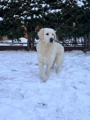 Pentru adopție mascul Golden Retriever 11 luni - imagine 3
