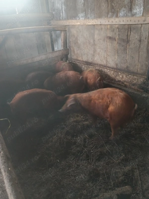 Vând porci la 50-60kg 