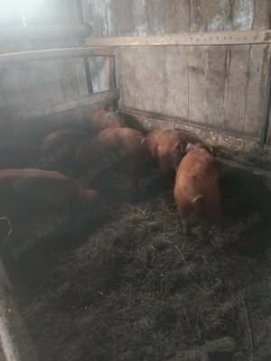 Vând porci duroc la 50-60kg  - imagine 2