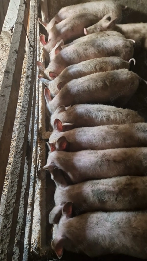 Vand purcei 12 saptamani 330 lei  - imagine 2