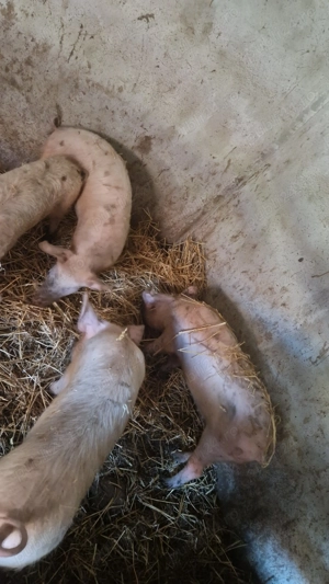 Vand purcei 12 saptamani 330 lei  - imagine 4