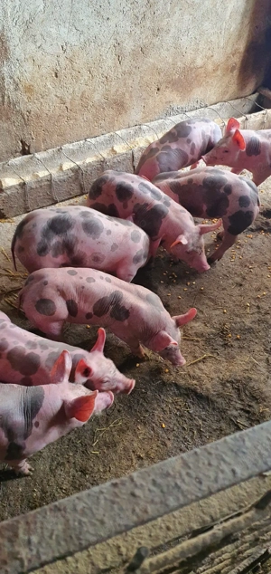 purcei pietrain 8 saptamini