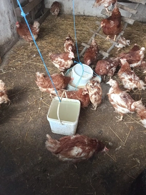 gaini outoare - imagine 2