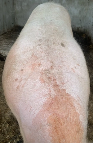 Scroafa de Vanzare  - imagine 2