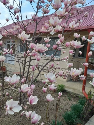 vind casă în Cordun str.vasile alecsandri  - imagine 10