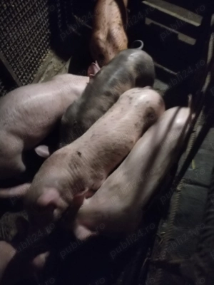 Purcei de rasă landras și Pietrean 