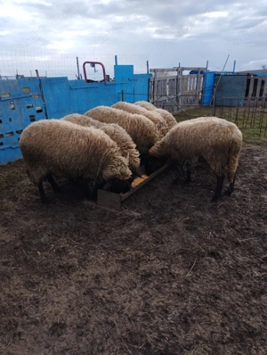 Vând oi cărăbașe tinere - imagine 2