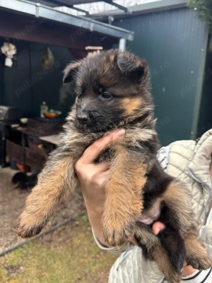 pui ciobanesc german