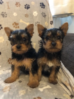 yorksire terrier - imagine 2