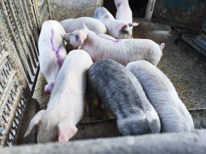 Purcei de vânzare,9saptamani