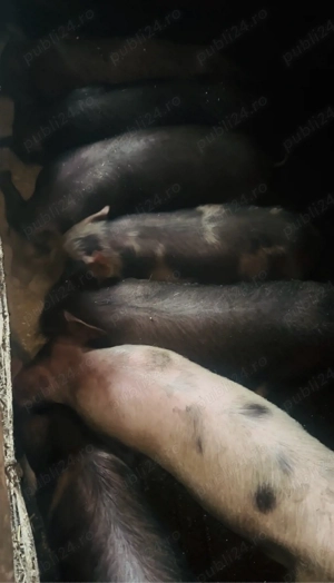 Vând purcei sănătoși, crescuți natural