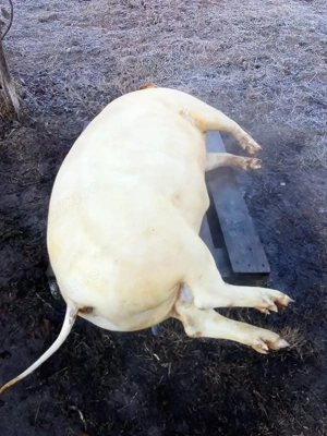 Porci grași sau carcasă  - imagine 5