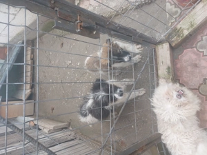 Vanzare Caine Ciobanesc Carpatin si Bucovina - imagine 3