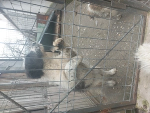 Vanzare Caine Ciobanesc Carpatin si Bucovina - imagine 2