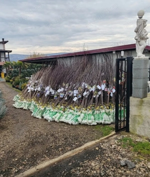 Pomi fructiferi certificați anul 2,3,4