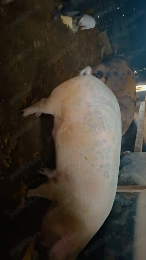 Vând porc  - imagine 3