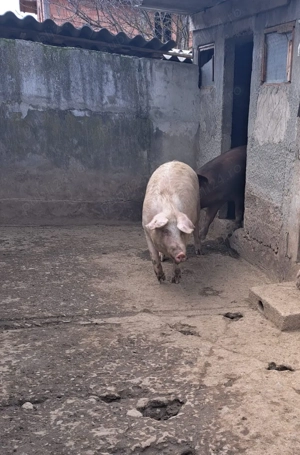 Porci de vănzare! - imagine 2