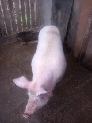 Vind porc  - imagine 2