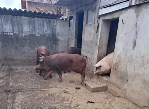 Porci de vănzare!